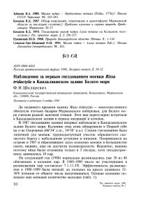 Наблюдения за первым гнездованием моевки Rissa tridactyla в Кандалакшском заливе Белого моря