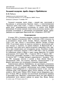 Большой подорлик Aquila clanga в Прибайкалье