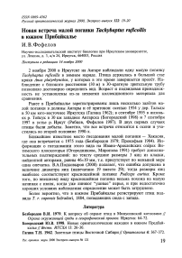 Новая встреча малой поганки Tachybaptus ruficollis в южном Прибайкалье