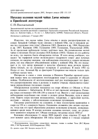 Находка колонии малой чайки Larus minutus в Приобской лесотундре