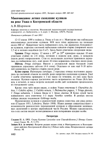 Многовидовое летнее скопление куликов на реке Унжа в Костромской области