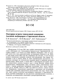 Повторная встреча тонкоклювой камышевки Lusciniola melanopogon в Саратовской области