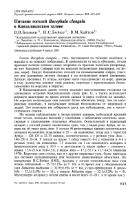 Питание гоголей Bucephala clangula в Кандалакшском заливе