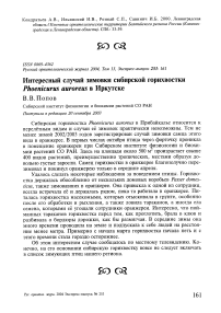 Интересный случай зимовки сибирской горихвостки Phoenicurus auroreus в Иркутске