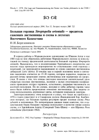 Большая горлица Streptopelia orientalis - вредитель саженцев лиственницы и сосны в лесхозах Восточного Казахстана