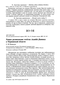 Раннее размножение чечётки Acanthis flammea в Мурманской области