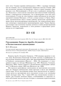 Гнездование беркута Aquila chrysaetos в Полистовском заповеднике