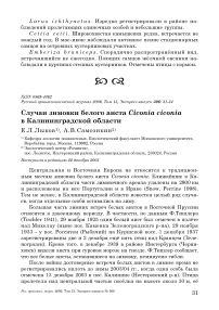 Случаи зимовки белого аиста Ciconia ciconia в Калининградской области