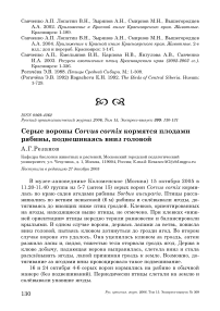 Серые вороны Corvus cornix кормятся плодами рябины, подвешиваясь вниз головой