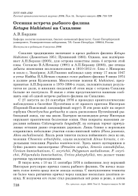 Осенняя встреча рыбного филина Ketupa blakistoni на Сахалине