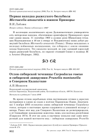 Отлов сибирской чечевицы Carpodacus roseus и сибирской завирушки Prunella montanella в Северном Казахстане