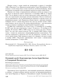 Осенний залёт бургомистра Larus hyperboreus в Северный Казахстан