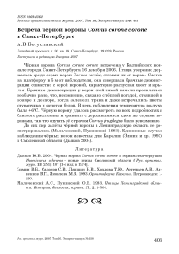 Встреча чёрной вороны Corvus соrоnе соrоnе в Санкт-Петербурге