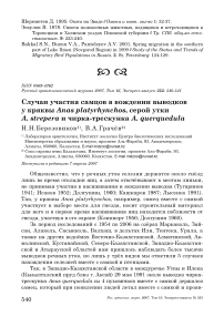 Случаи участия самцов в вождении выводков у кряквы Anas platyrhynchos, серой утки A. strepera и чирка-трескунка A. querquedula