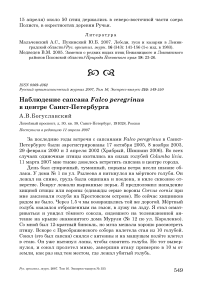 Наблюдение сапсана Falco peregrinus в центре Санкт-Петербурга