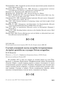 Случай успешной охоты ястреба-тетеревятника Accipiter gentilis на глухаря Tetrao urogallus