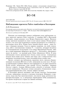 Наблюдение кречета Falco rusticolus в Болгарии