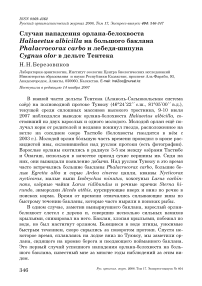 Случаи нападения орлана-белохвоста Haliaeetus albicilla на большого баклана Phalacrocorax carbo и лебедя-шипуна Cygnus olor в дельте Тентека