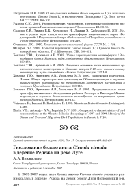 Гнездование белого аиста Ciconia ciconia в деревне Редежа на реке Луге