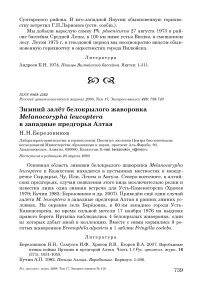 Зимний залёт белокрылого жаворонка Melanocorypha leucoptera в западные предгорья Алтая