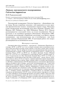 Линька лапландского подорожника Calcarius lapponicus