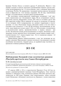 Наблюдение большой стаи золотистых ржанок Pluvialis apricaria под Санкт-Петербургом