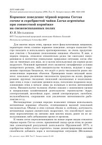 Кормовое поведение чёрной вороны Corvus corone и серебристой чайки Larus argentatus при совместной кормёжке на свежевспаханных полях