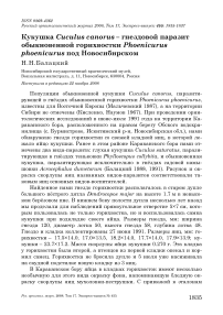 Кукушка Cuculus canorus - гнездовой паразит обыкновенной горихвостки Phoenicurus phoenicurus под Новосибирском