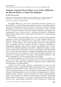 Зимние встречи белолобого гуся Anser albifrons на Малой Невке в Санкт-Петербурге