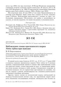 Наблюдение самца красноносого нырка Netta rufina при выводке