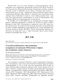 Случай необычного гнездования кудрявых пеликанов Pelecanus crispus на островах озера Алаколь