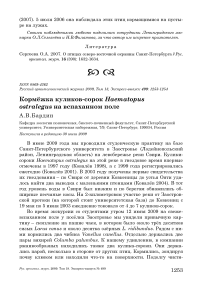 Кормёжка куликов-сорок Haematopus ostralegus на вспаханном поле