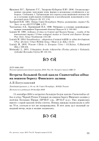 Встреча большой белой цапли Casmerodius albus на южном берегу Финского залива