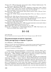 Позднеосенняя встреча сапсана Falco peregrinus в городе Сургуте