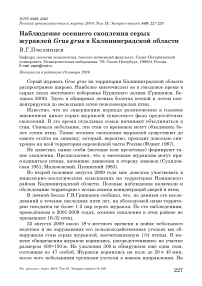 Наблюдение осеннего скопления серых журавлей Grus grus в Калининградской области