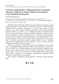 Случаи альбинизма у обыкновенного скворца Sturnus vulgaris и огаря Tadorna ferruginea в Кустанайской области