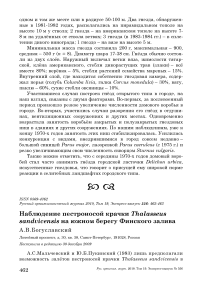 Наблюдение пестроносой крачки Thalasseus sandvicensis на южном берегу Финского залива