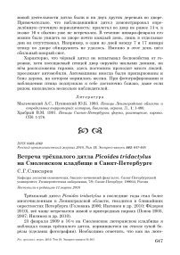 Встреча трёхпалого дятла Picoides tridactylus на Смоленском кладбище в Санкт-Петербурге