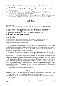 Встреча белокрылой цапли Ardeola bacchus и шилоклювки Recurvirostra avosetta в Норском заповеднике