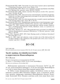 Залёт майны Acridotheres tristis в окрестности Новосибирска