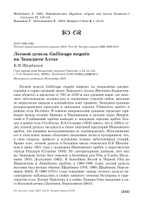 Лесной дупель Gallinago megala на Западном Алтае