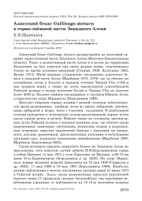 Азиатский бекас Gallinago stenura в горно-таёжной части Западного Алтая