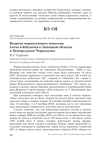 Встречи черноголового хохотуна Larus ichthyaetus в Липецкой области и Центральном Черноземье