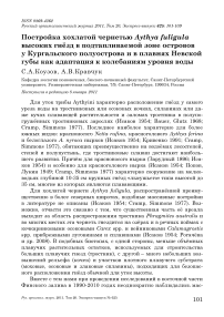 Постройка хохлатой чернетью Aythya fuligula высоких гнёзд в подтапливаемой зоне островов у Кургальского полуострова и в плавнях Невской губы как адаптация к колебаниям уровня воды