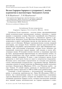 Белая Lagopus lagopus и тундряная L. mutus куропатки в высокогорье Западного Алтая