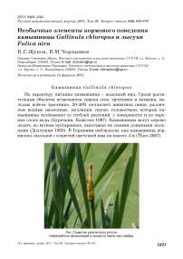 Необычные элементы кормового поведения камышницы Gallinula chloropus и лысухи Fulica atra