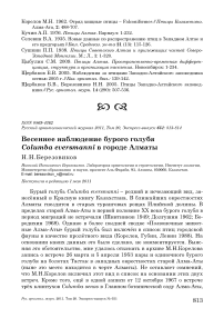 Весеннее наблюдение бурого голубя Columba eversmanni в городе Алматы