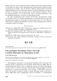 Гнездование балобана Falco cherrug в пойме Иртыша на Западном Алтае