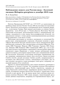 Наблюдение нового для России вида - болотной овсянки Melospiza georgiana в декабре 2010 года