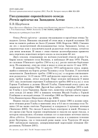 Гнездование европейского осоеда Pernis apivorus на Западном Алтае